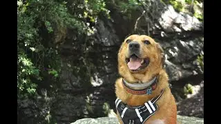 Impact of Pet Waste on Watersheds