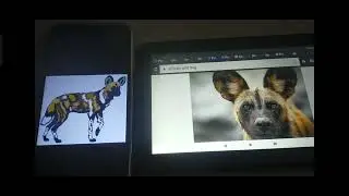 Meet the Animals: Dingo vs African Wild Dog