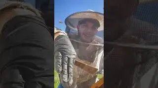 Pollen patty in January Let the bees blow up. #beekeeping #bees #youtubeshorts #agriculture #bees