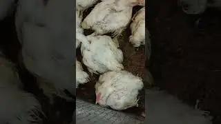 2400gm average weight, #broiler #viral #shorts #subscribe #chicken #viralvideo