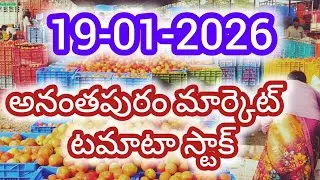 19-01-2026 today Anantapur tomato market rates #anantapur tomato market rates #todaytomatoprice
