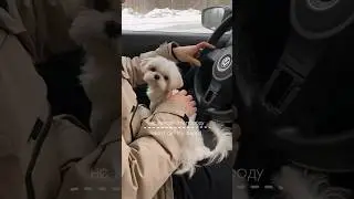 Мой любимый мальчик #maltese #aesthetic #shortsvideo