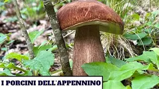 I PORCINI DELL'APPENNINO