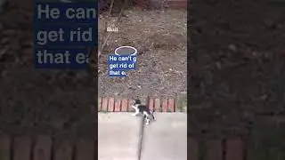 Adorable kitten won't leave FedEx driver alone