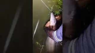 Wonderful Maral fish Catching Video.#maral #shorts #fishing