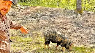 Idaho Pasture Pig on the Homestead!