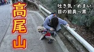 愛犬と一緒に高尾山初登山でママがこうなりました【プーチー&スコティッシュフォールド】