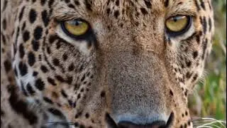 Animal Life: Elephant saving calves from the leopard 