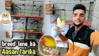 Apna 🦜 Parrott sa breed Lena ka asan 🥰Trika azmay