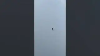 🦅 Majestic Wings: Eagles Circling the Sky ✨ #Nature #BirdsOfPrey