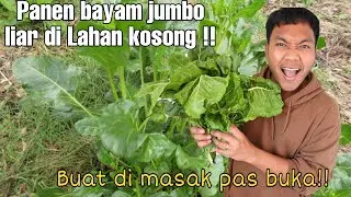 PANEN BAYAM JUMBO LIAR DI LAHAN KOSONG!! UNTUK DI MASAK BUAT BUKA !!