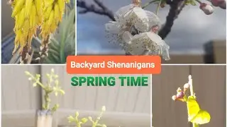 172 | Backyard Shenanigans: Spring Time ... Well, Almost (SoCal, Zone 10) | March 2021
