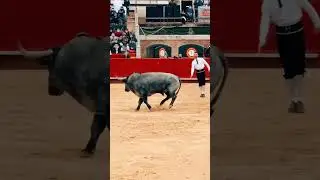 Cow vs Men Game।muhammadkukon। মোহাম্মদ খোকন।#shortsvideo #viralvideo #hindi #games #gaming #games