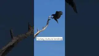 Turkey Vulture #shorts #wildlife #raptors #nature #birdwatching #birds #birds #Vulture #subscribe
