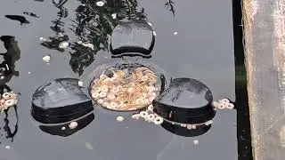 Floating Skimmer Koi Pond Modify