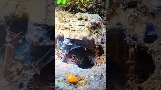 Spirit, the baby Theraposa stirmi. #shorts #feedshorts #rainforest #youtubeshorts