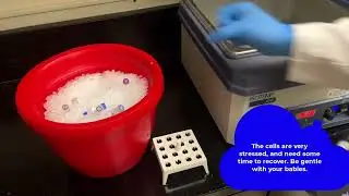 Bacterial Transformation