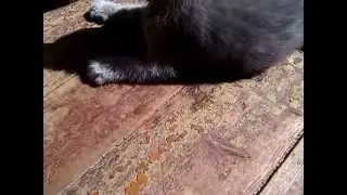 Кошачья жизнь