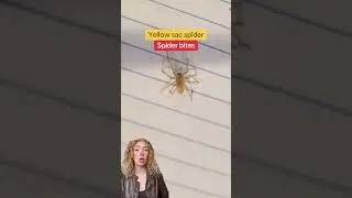 Вид пауков, ответственный за большинство укусов в Онтарио, наиболее активен в это время года #Онт...