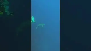 Short: Scuba Diving Turks and Caicos, Providenciales, Northwest Point