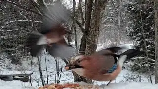Birds Feeding in the Snow 