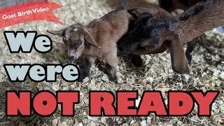 We weren&rsquo;t READY for these BABIES! | Mini Nubian Goat Birth