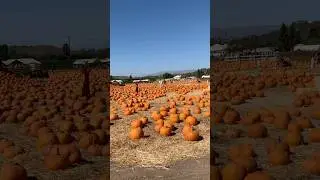 Visiting the first pumpkin patch #chatsworthcottage