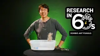 How Fungus Turns Ants Into Zombies? | UCF Research in 60 Seconds