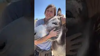 Burros rescatados aman a su rescatadora
