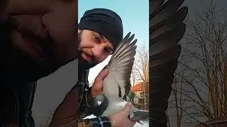 un mascul superb fizic c&acirc;t și ca s&acirc;nge,pt Maraton și extrem Maraton ,disponibil pt doritori