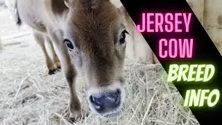 Jersey Cow Breed 101 - The Facts You Shouldn't Miss