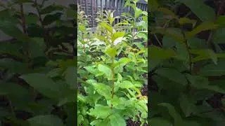 How To Identify A Crape Myrtle Sapling