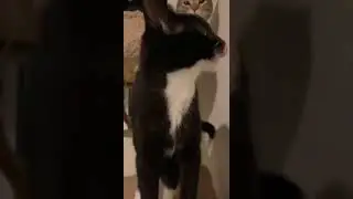 Cat   B O N K