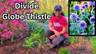 How To Divide Globe Thistle Echinops