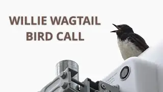 Willie Wagtail Call | Birds Singing in the Morning | Birds Chirping Sounds | Australian Birds Sounds
