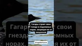 Мастера подземных домов. Гагара