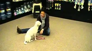 Petmate How-To: Putting on a Step-In Harness