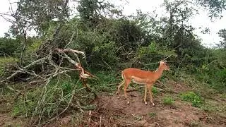 Chopperbyggarn & La Azteca in Akagera Nationapark Rwanda Africa
