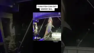This Lady Caught One of the Biggest Tuna Ever Recorded by Herself