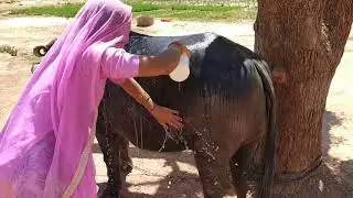 Buffalo bathing full video indian lady vlog
