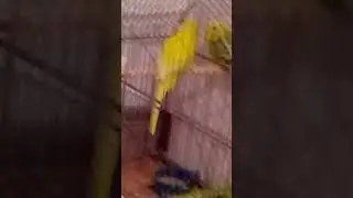Mali pevajuci papagaj kako peva.