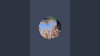 cow animals 