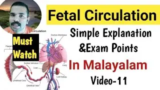 Fetal Circulation Simple Explanation/Important Questions For Nursing Exams/Kerala Psc/Nurse Queen.
