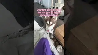 Obsessed with Huskies & Jellybeans #huskies #petparentlife
