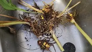 Annual turmeric production: part one the harvest