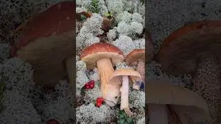 грибалка удалась #mushroom #fungi #nature #лесной #грибочки #foraging #vegan #music