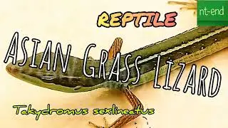 Reptiles Lizards, Asian Grass Lizard, kadal rumput #biology #animals #reptiles #lizard @nt-end6435