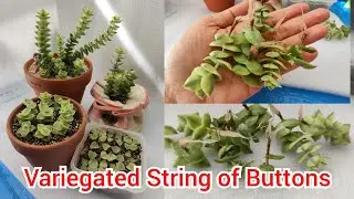 Update: Propagating Variegated String of Buttons in Water / 100% Effective | Bikolanahardinera