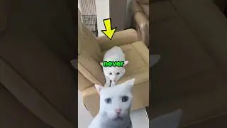 Never get a white cat 🤣🐾                 #cat #pets