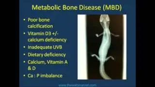 Common clinical conditions in reptiles tips for diagnosis and treatment